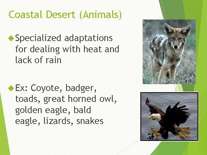 Coastal Desert (Animals) Specialized adaptations for dealing with heat and lack of rain Ex: