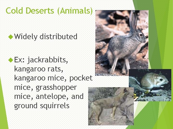 Cold Deserts (Animals) Widely distributed Ex: jackrabbits, kangaroo rats, kangaroo mice, pocket mice, grasshopper