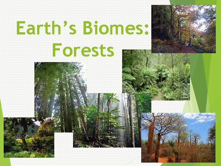 Earth’s Biomes: Forests 