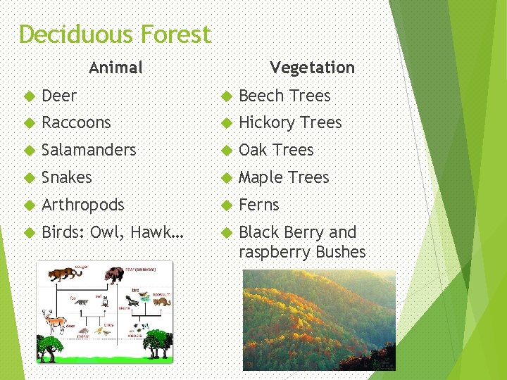 Deciduous Forest Animal Vegetation Deer Beech Trees Raccoons Hickory Trees Salamanders Oak Trees Snakes