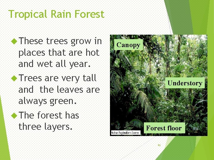 Tropical Rain Forest These trees grow in places that are hot and wet all