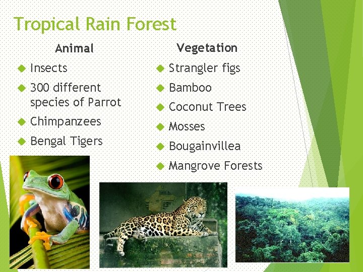 Tropical Rain Forest Vegetation Animal Insects Strangler figs 300 different species of Parrot Bamboo