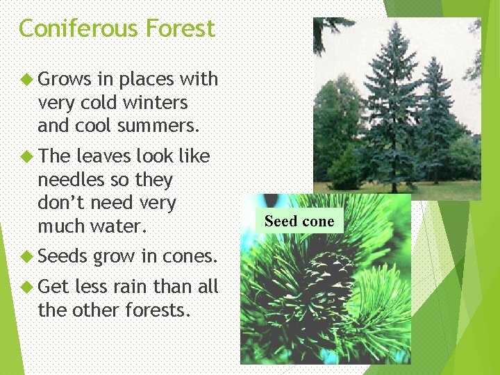 Coniferous Forest Grows in places with very cold winters and cool summers. The leaves