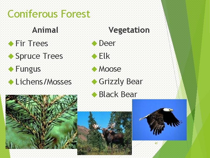 Coniferous Forest Animal Fir Trees Spruce Trees Vegetation Deer Elk Fungus Moose Lichens/Mosses Grizzly