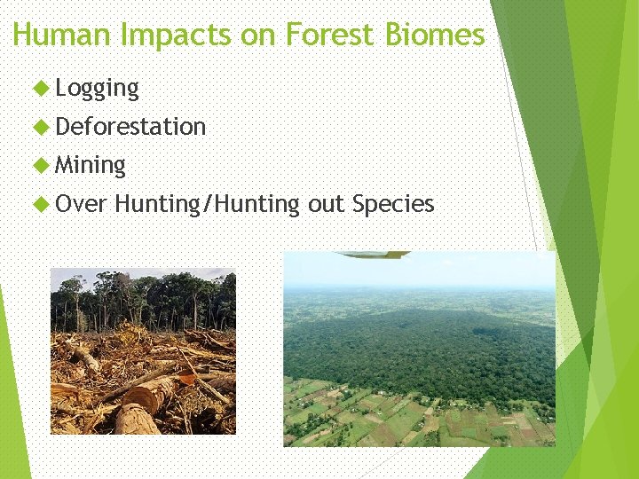 Human Impacts on Forest Biomes Logging Deforestation Mining Over Hunting/Hunting out Species 48 