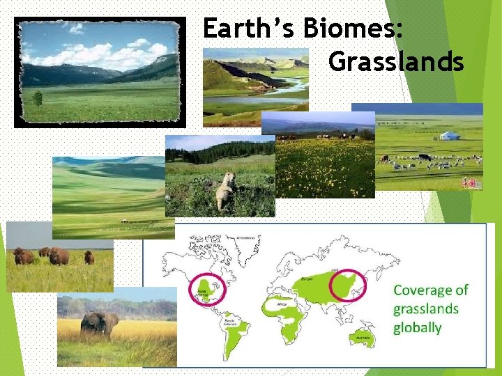 Earth’s Biomes: Grasslands 49 