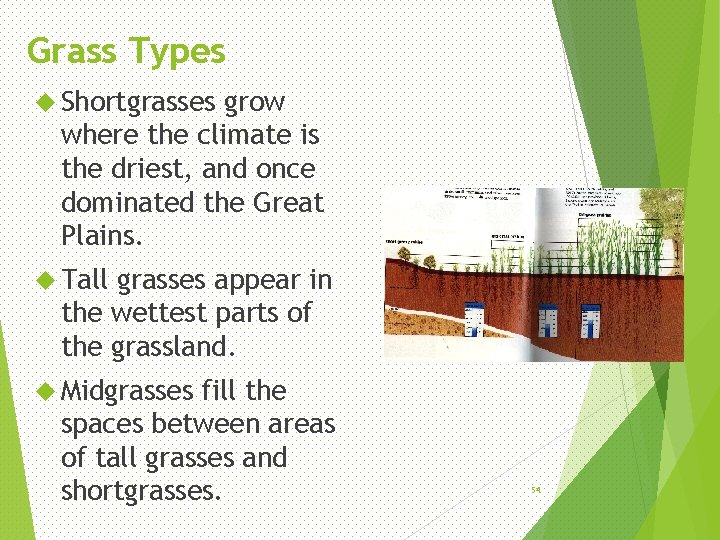 Grass Types Shortgrasses grow where the climate is the driest, and once dominated the