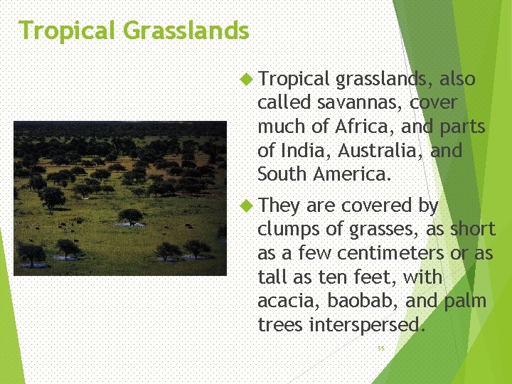 Tropical Grasslands Tropical grasslands, also called savannas, cover much of Africa, and parts of