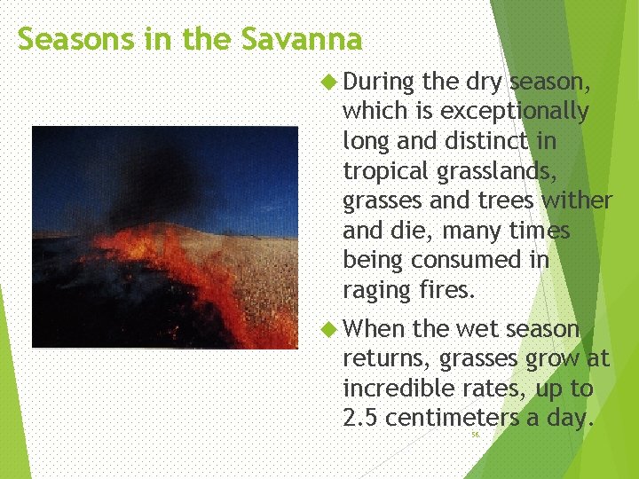 Seasons in the Savanna During the dry season, which is exceptionally long and distinct