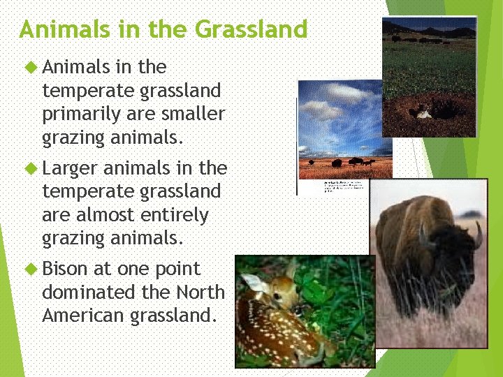 Animals in the Grassland Animals in the temperate grassland primarily are smaller grazing animals.