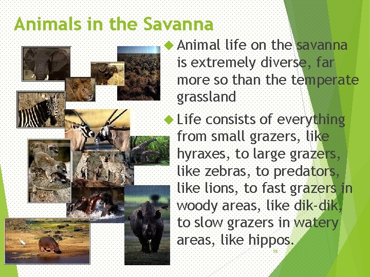 Animals in the Savanna Animal life on the savanna is extremely diverse, far more