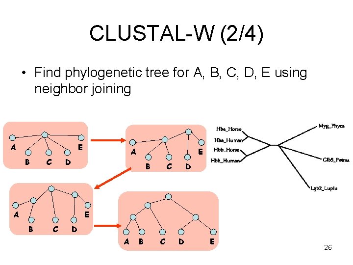 CLUSTAL-W (2/4) • Find phylogenetic tree for A, B, C, D, E using neighbor