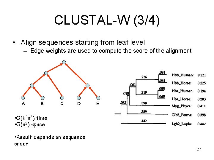 CLUSTAL-W (3/4) • Align sequences starting from leaf level – Edge weights are used