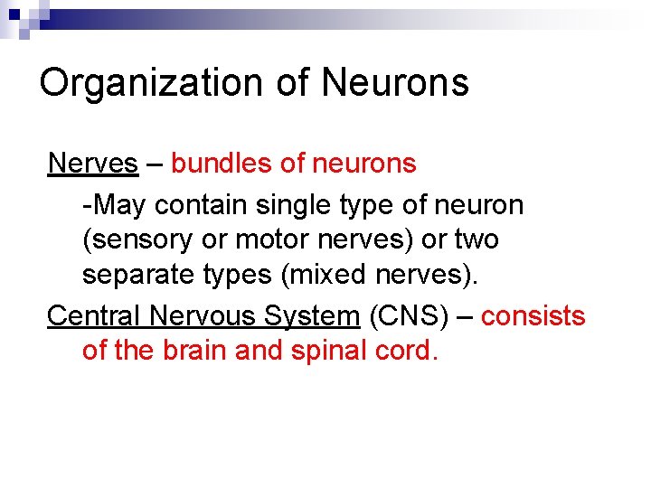 Organization of Neurons Nerves – bundles of neurons -May contain single type of neuron