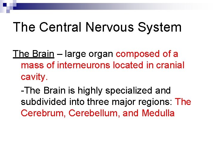 The Central Nervous System The Brain – large organ composed of a mass of