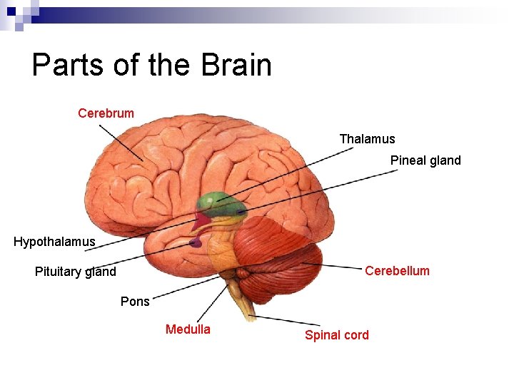 Parts of the Brain Cerebrum Thalamus Pineal gland Hypothalamus Cerebellum Pituitary gland Pons Medulla