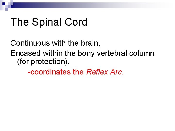 The Spinal Cord Continuous with the brain, Encased within the bony vertebral column (for