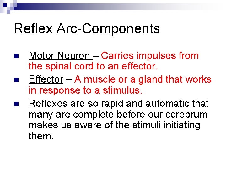 Reflex Arc-Components n n n Motor Neuron – Carries impulses from the spinal cord