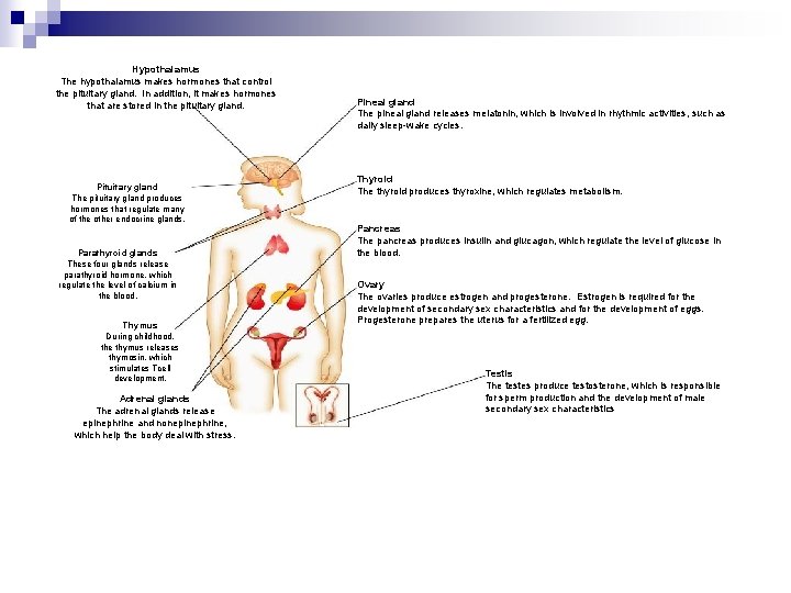 Hypothalamus The hypothalamus makes hormones that control the pituitary gland. In addition, it makes