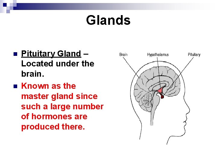 Glands n n Pituitary Gland – Located under the brain. Known as the master