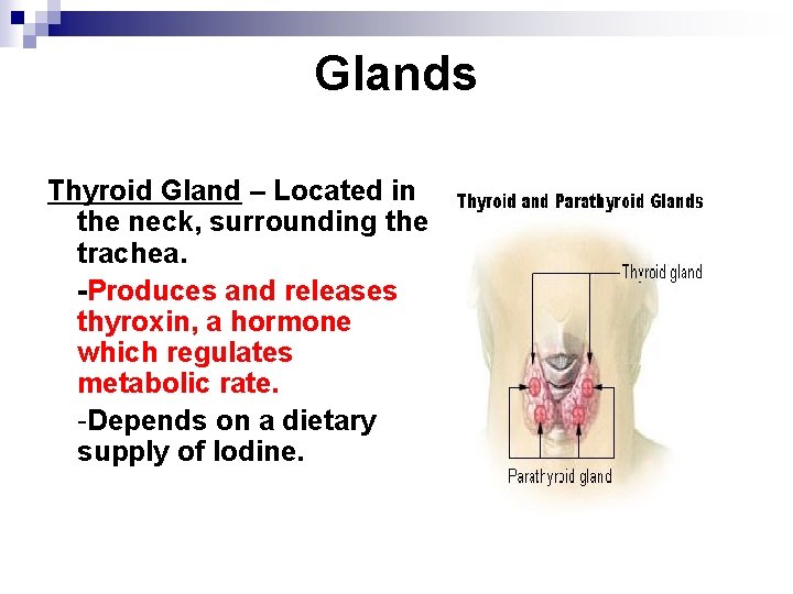 Glands Thyroid Gland – Located in the neck, surrounding the trachea. -Produces and releases
