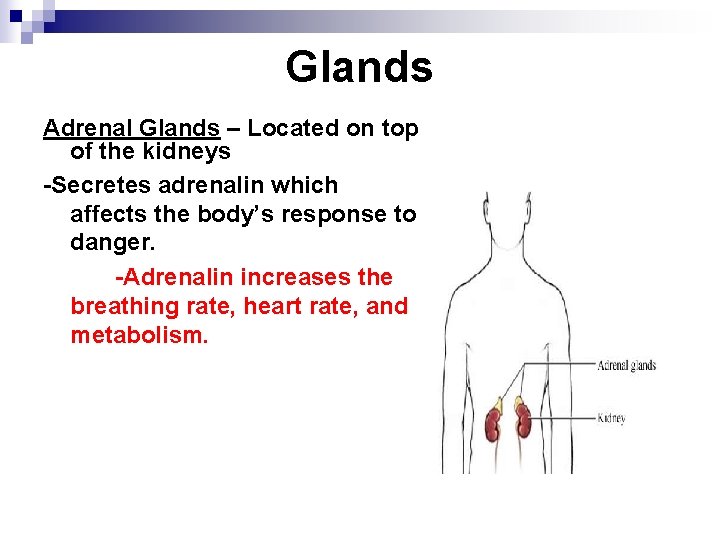 Glands Adrenal Glands – Located on top of the kidneys -Secretes adrenalin which affects