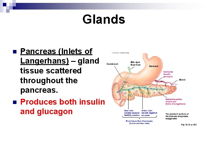 Glands n n Pancreas (Inlets of Langerhans) – gland tissue scattered throughout the pancreas.