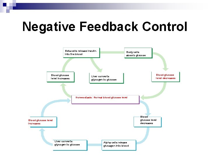 Negative Feedback Control Beta cells release insulin into the blood Blood glucose level increases