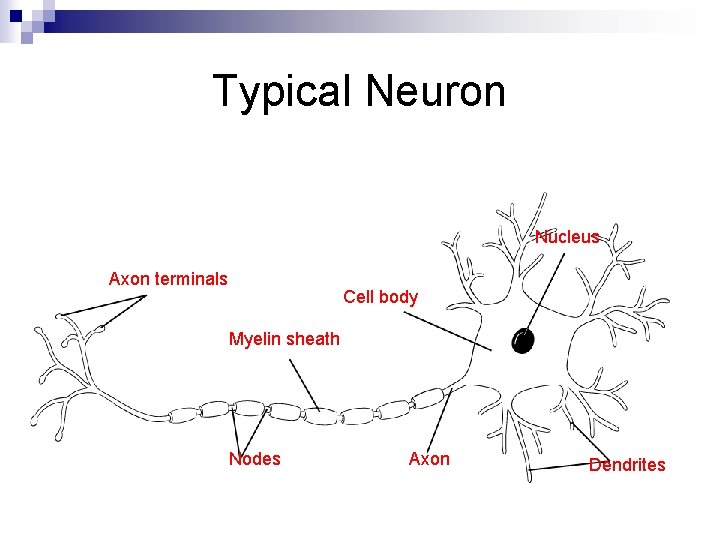 Typical Neuron Nucleus Axon terminals Cell body Myelin sheath Nodes Axon Dendrites 