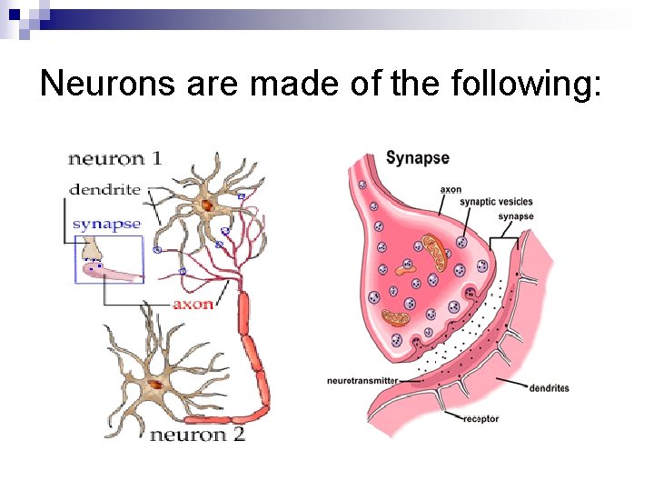 Neurons are made of the following: 