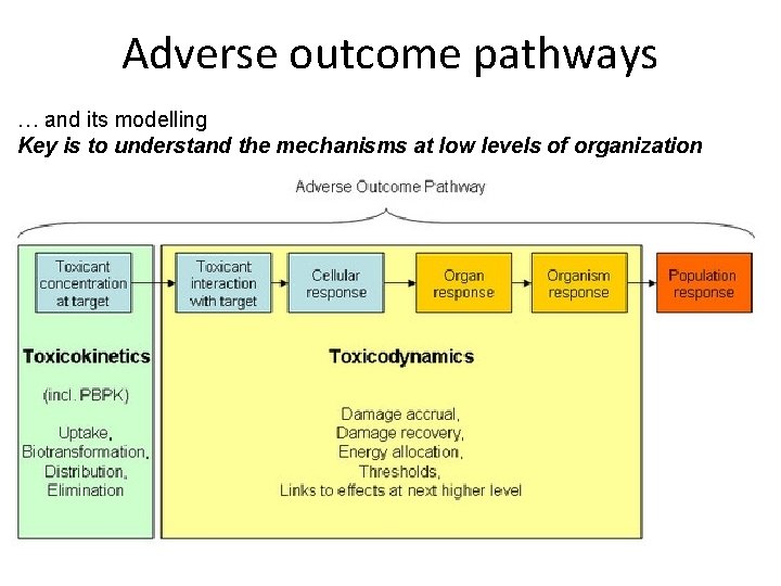 Adverse outcome pathways … and its modelling Key is to understand the mechanisms at