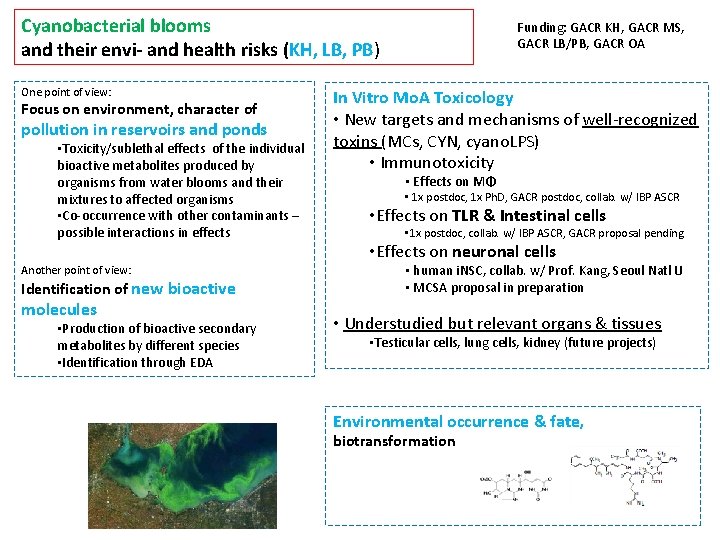 Cyanobacterial blooms and their envi- and health risks (KH, LB, PB) One point of