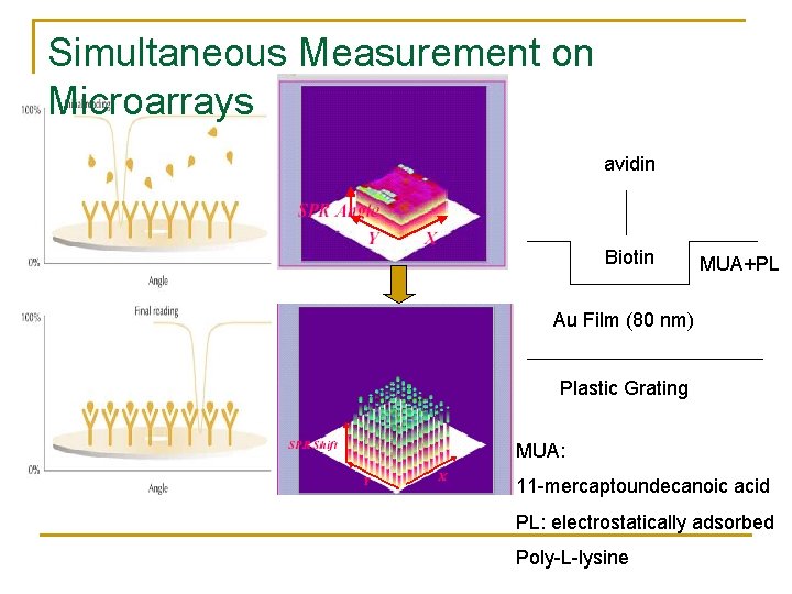 Simultaneous Measurement on Microarrays avidin Biotin MUA+PL Au Film (80 nm) Plastic Grating MUA: