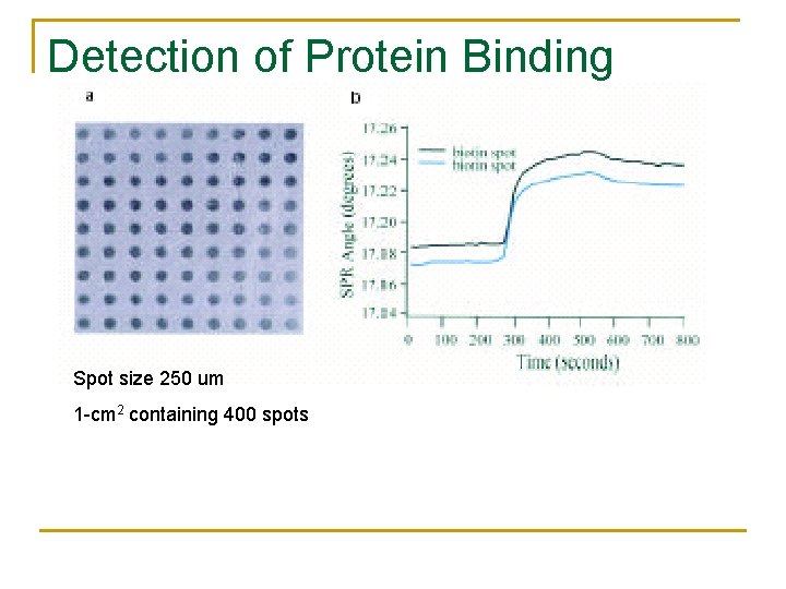 Detection of Protein Binding Spot size 250 um 1 -cm 2 containing 400 spots