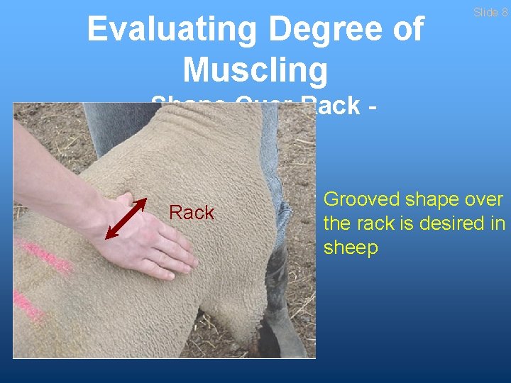 Evaluating Degree of Muscling Slide 8 - Shape Over Rack - Rack Grooved shape