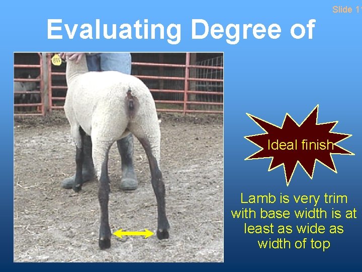 Evaluating Degree of Finish Slide 11 Ideal finish Lamb is very trim with base