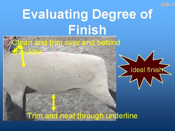 Evaluating Degree of Finish Slide 12 Clean and trim over and behind shoulder Ideal