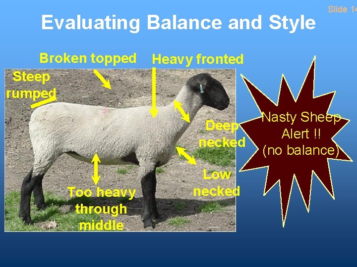 Evaluating Balance and Style Broken topped Steep rumped Heavy fronted Deep necked Too heavy
