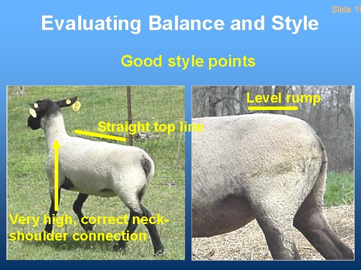 Evaluating Balance and Style Good style points Level rump Straight top line Very high,