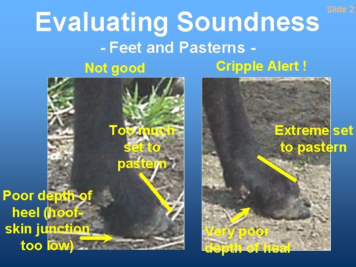 Evaluating Soundness Slide 21 - Feet and Pasterns Not good Too much set to