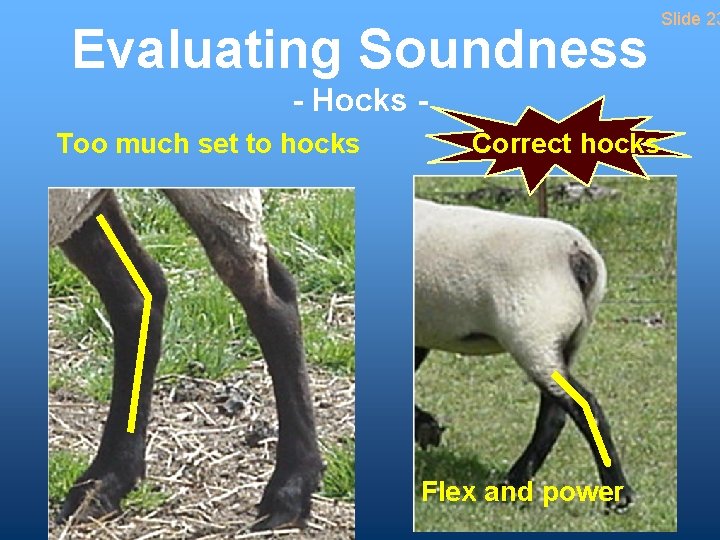 Evaluating Soundness - Hocks Too much set to hocks Correct hocks Flex and power