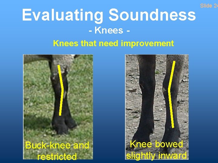 Evaluating Soundness - Knees that need improvement Buck-knee and restricted Knee bowed slightly inward