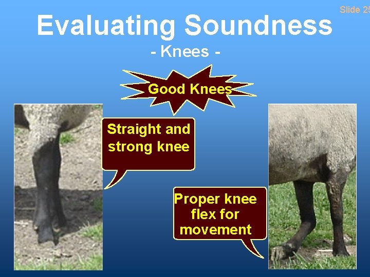 Evaluating Soundness - Knees Good Knees Straight and strong knee Proper knee flex for