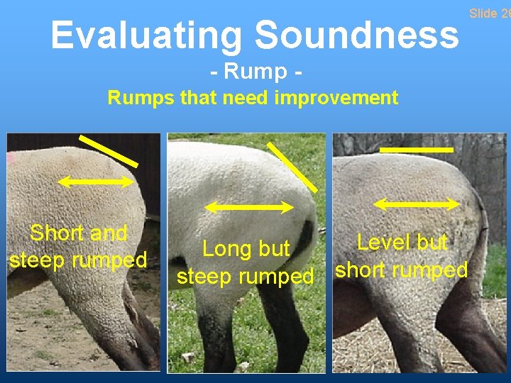 Evaluating Soundness - Rumps that need improvement Short and steep rumped Level but Long