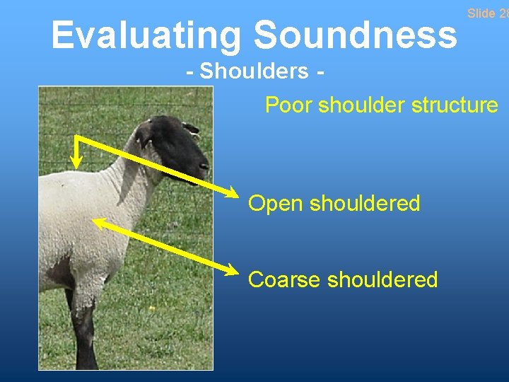 Evaluating Soundness Slide 28 - Shoulders Poor shoulder structure Open shouldered Coarse shouldered 