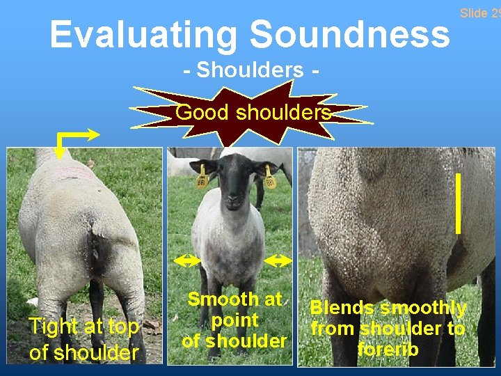 Evaluating Soundness Slide 29 - Shoulders Good shoulders Tight at top of shoulder Smooth