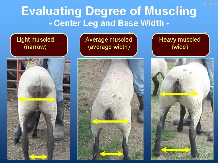 Evaluating Degree of Muscling - Center Leg and Base Width Light muscled (narrow) Average
