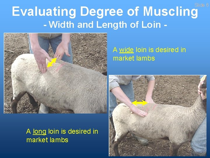 Slide 6 Evaluating Degree of Muscling - Width and Length of Loin A wide