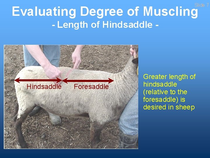 Slide 7 Evaluating Degree of Muscling - Length of Hindsaddle - Hindsaddle Foresaddle Greater