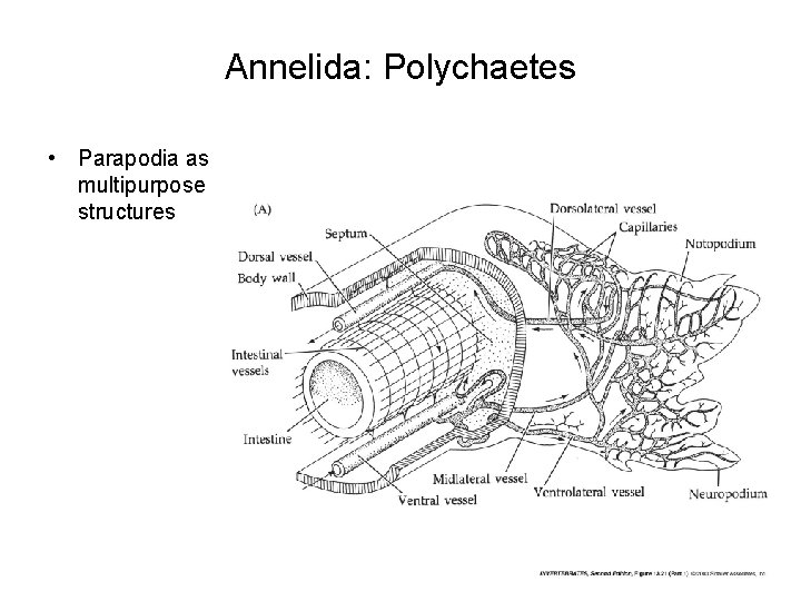 Annelida: Polychaetes • Parapodia as multipurpose structures 